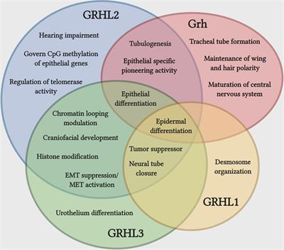 Spotlight on the Granules (Grainyhead-Like Proteins) – From an Evolutionary Conserved Controller of Epithelial Trait to Pioneering the Chromatin Landscape